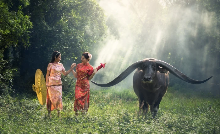 two woman walking with black water buffalo lady young happy 2k 4k 5k