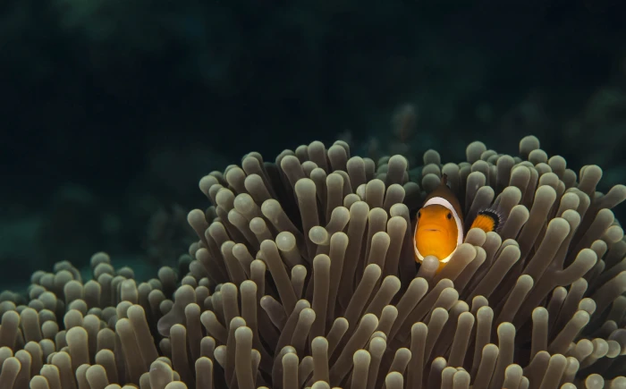 Underwater Fish Algae 2k 4k 5k