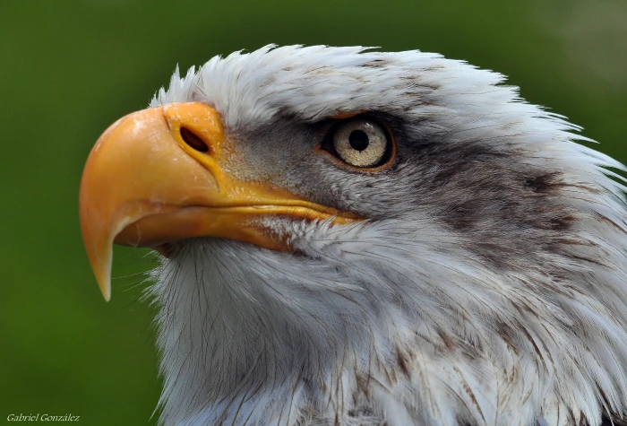 white eagle aves birds raptors Nikon Sigma animals 2k 4k