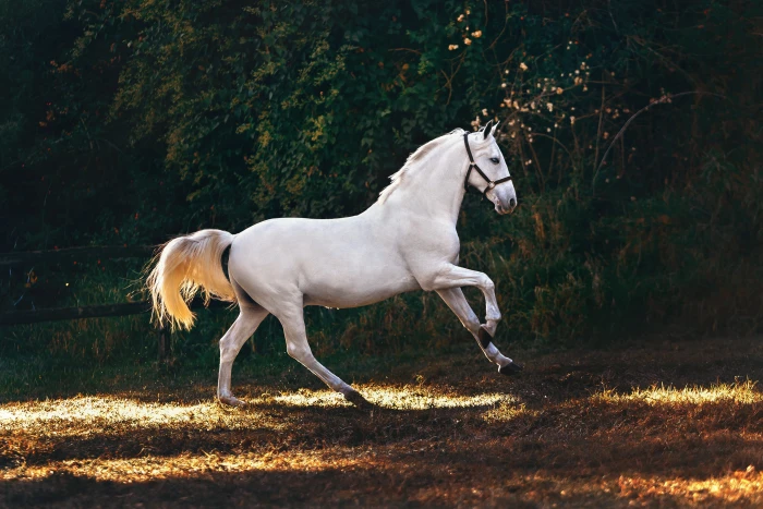 white horse running on grass field mammal animal andalusian 2k 4k