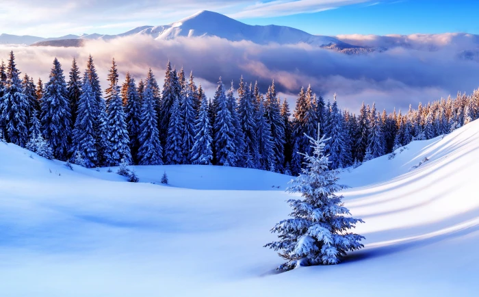 Winter Season Mountains white pine trees Seasons Beautiful 2k 4k 5k