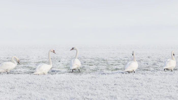 winter swans snow 2k 4k 5k 8k