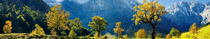 yellow and blue petaled flowers Europe Austria panorama green 2k 4k 5k