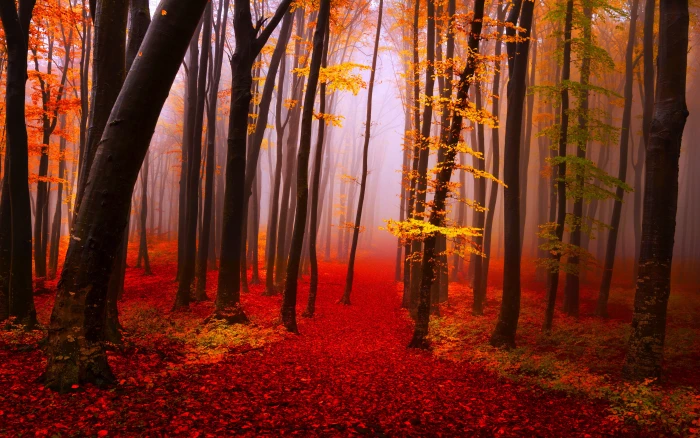Autumn Forest Path Trees Fog Fall Yellow And Red Leaves Nature Landscape Wallpaper Hd 2k 4k
