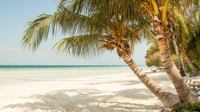 beach tropics sandy palm tree sea shore sky vacation 2k 4k