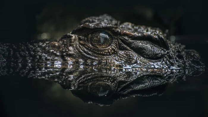 bokeh effect of Alligator eye on water Lurking Croc Crocodile 2k 4k 5k