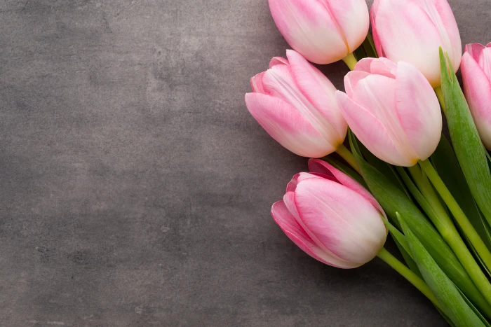 bundle of pink tulip flowers bouquet tulips fresh beautiful 2k 4k 5k