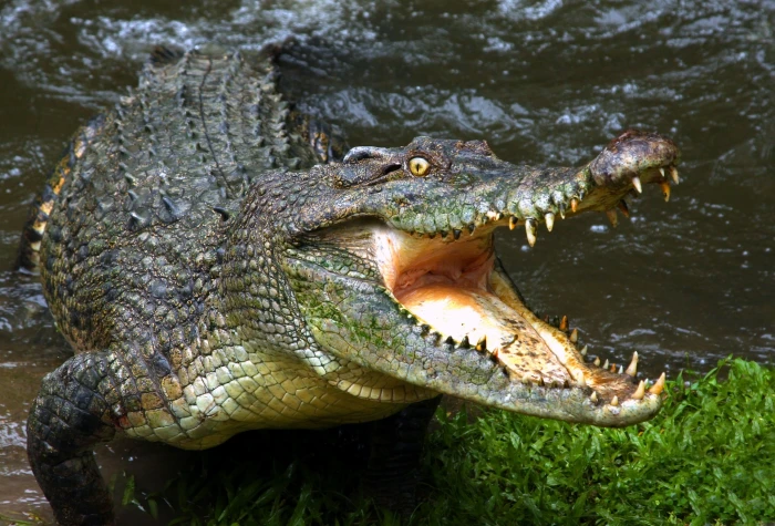 crocodile jaws teeth HD 2k 4k 5k