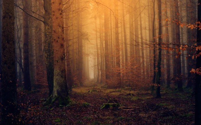 Enchanted Forest Background brown tree trunk Seasons Autumn 2k 4k 5k