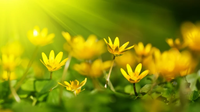 Flowers wallpaper sunray yellow green grass 2k 4k 5k 8k