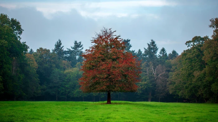 Forest wallpaper meadows trees grass 2k 4k 5k