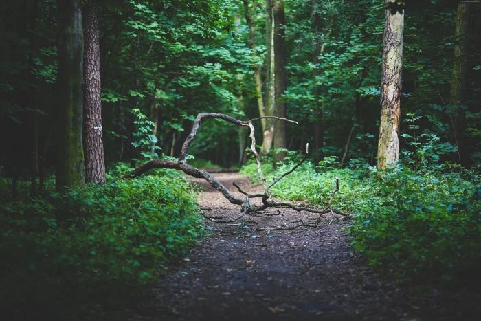 Forest branches trees path 2k 4k 5k