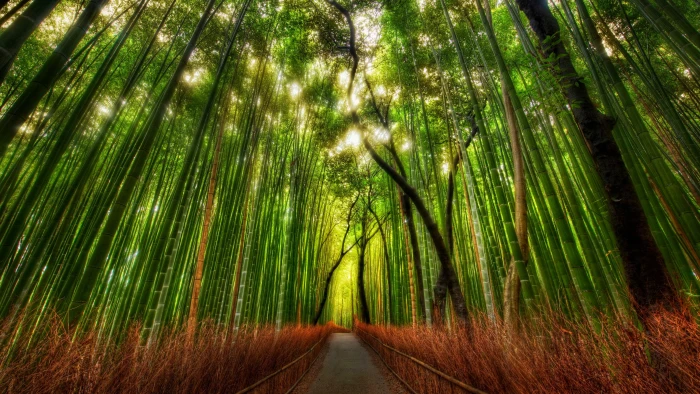 forests nature roads 2k 4k