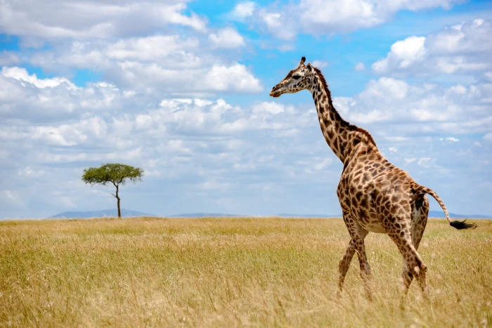 Giraffe on savannah under white and blue sky at daytime grass giraffe 2k 4k 5k