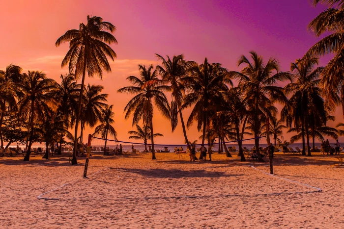 gray coconut trees near the volleyball net caribbean beach 2k 4k