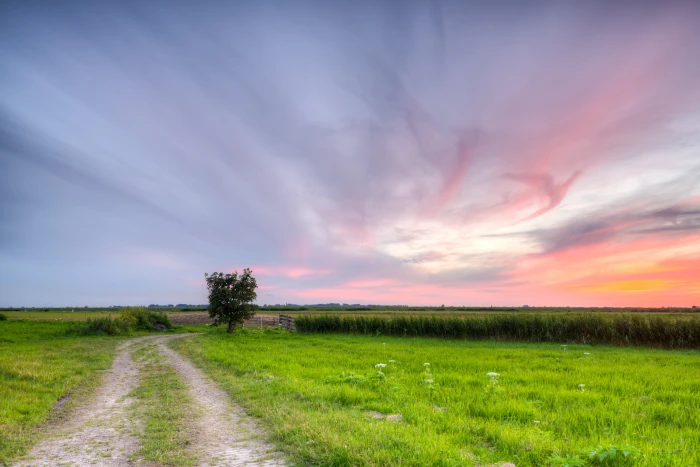 green grass during sunset Pathway lonely tree Dutch skies 2k 4k 5k