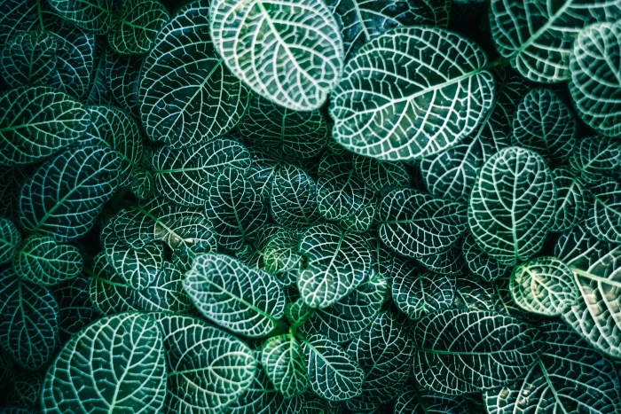 green leafed plants white nature leaves color backgrounds 2k 4k 5k