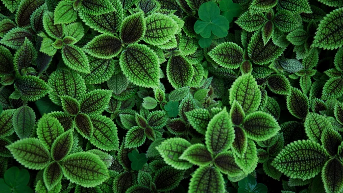 green leafed plant photography plants leaves color 2k 4k 5k