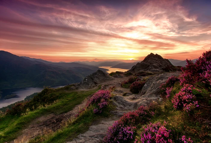 landscape photo of flowery mountain highland Heather 2k 4k 5k