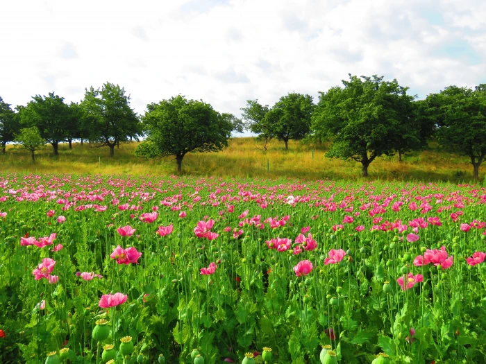 landscape photo of pink poppy flower field during daytime Pink Blossom 2k 4k 5k