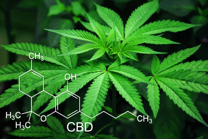 marijuana leaves cannabis green natural narcotic agriculture 2k 4k 5k