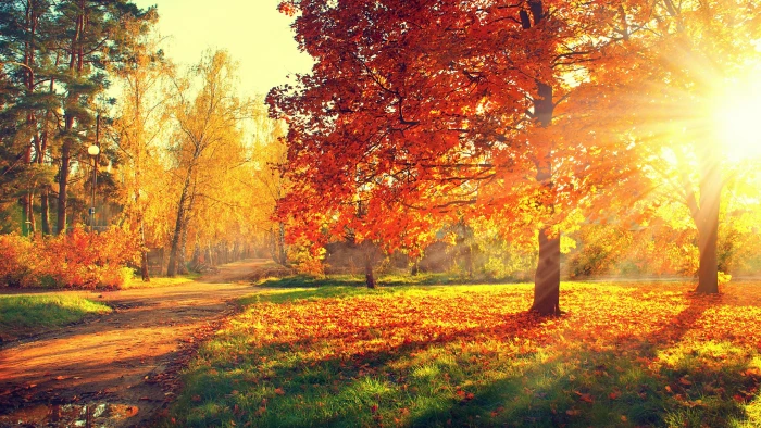 nature autumn leaves grove sunlight deciduous tree 2k 4k