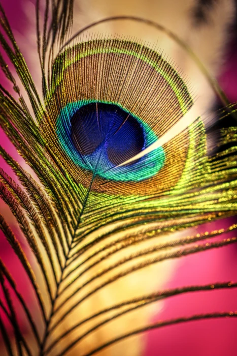 peacock feather colorful iridescent plumage nature pattern 2k