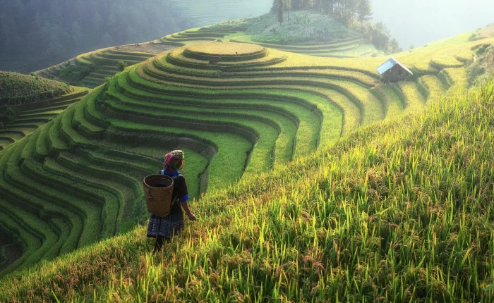 person standing on green grass field agriculture asia cat 2k 4k 5k