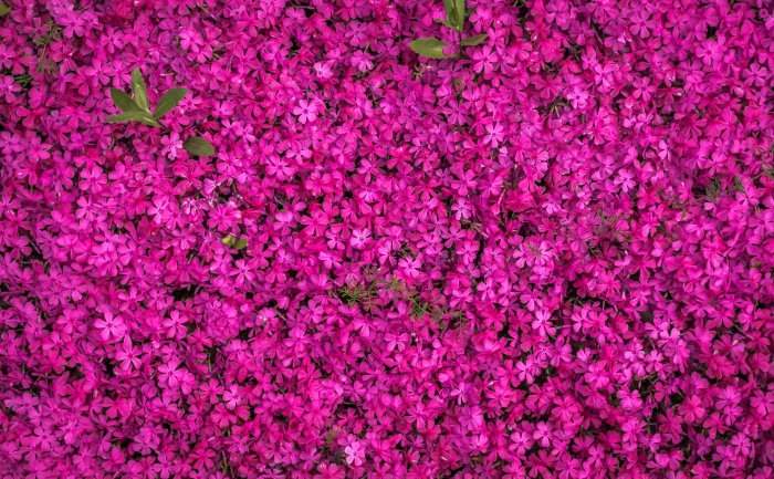 Pink Blooming Flowers background beautiful blossom botanical 2k 4k