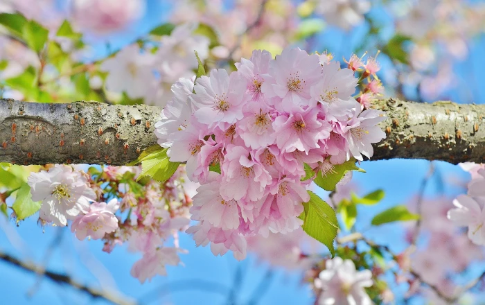pink cherry blossoms in selective focus photography nature tree 2k 4k 5k