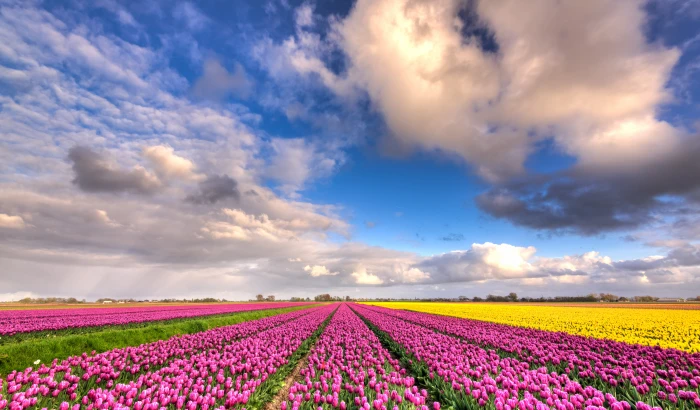 pink Tulip flower field under blue cloudy sky during daytime plenty dutch 2k 4k 5k