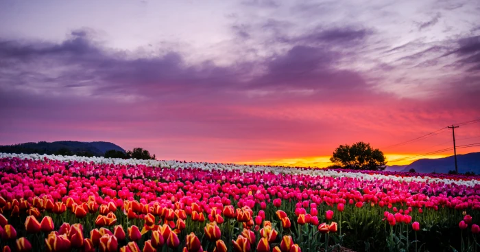 pink tulips during golden hour tulip Sunrise Abbotsford Farm 2k 4k 5k
