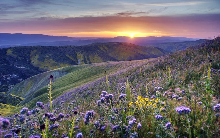 purple flower field during sunrise california California desert 2k 4k 5k