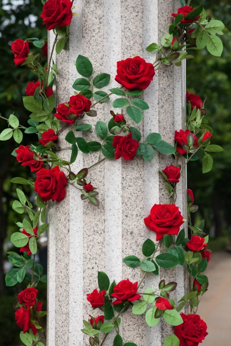 red roses around white concrete pillar flowers rose garden 2k