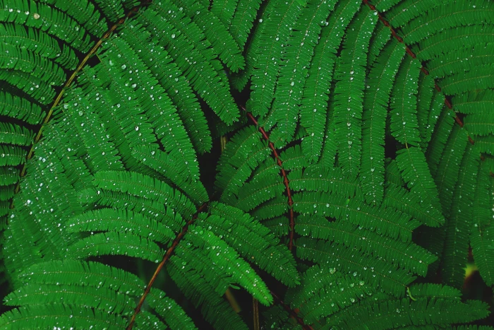 shallow focus photography of green leafed plant leaves 2k 4k 5k