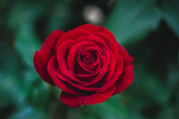 shallow focus photography of red rose Red Rose on 2k 4k 5k