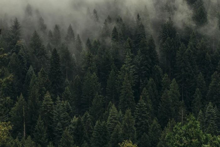 Trees Green Fog Forest Shroud Top view plant pine tree 2k 4k 5k