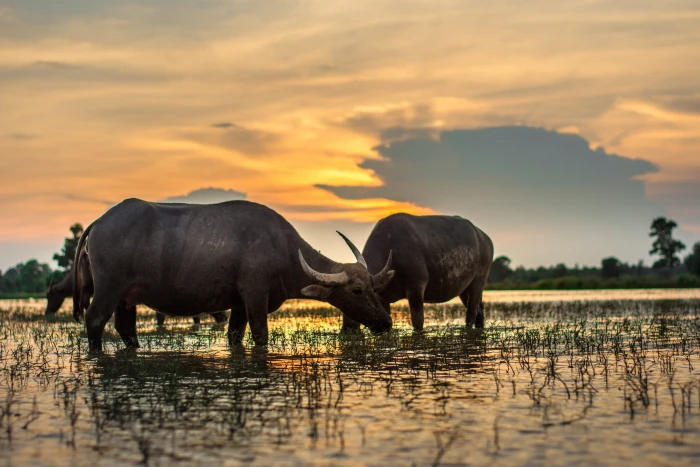 two black water buffalos standing on body of during golden hour 2k 4k 5k