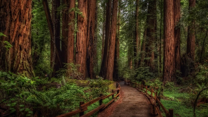 woodland redwoods national park forest path mill valley 2k 4k