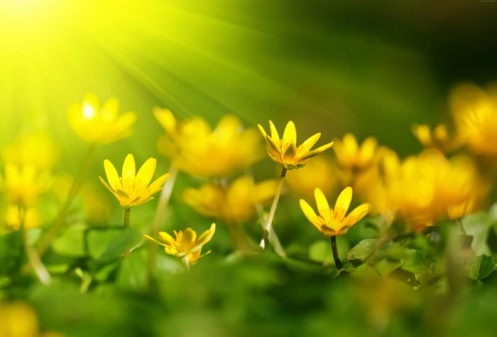 yellow Flowers sunray green grass 2k 4k 5k