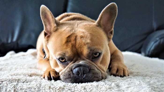 look Dog bulldog French kravat 2k 4k 5k