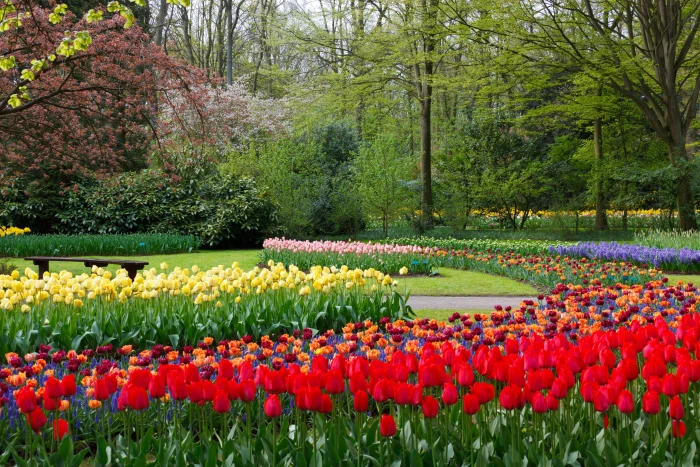 assorted color tulip field near trees at daytime purple yellow 2k 4k 5k