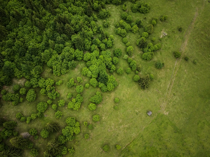 bird s eye view photography of land with trees aerial and grass field 2k 4k