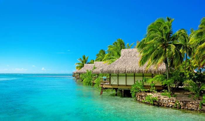 coconut trees sea beach the sky palm wind The Maldives 2k 4k 5k