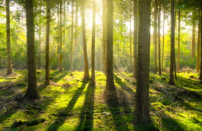 Forest bright daylight environment grass guidance HD wallpaper 2k 4k 5k
