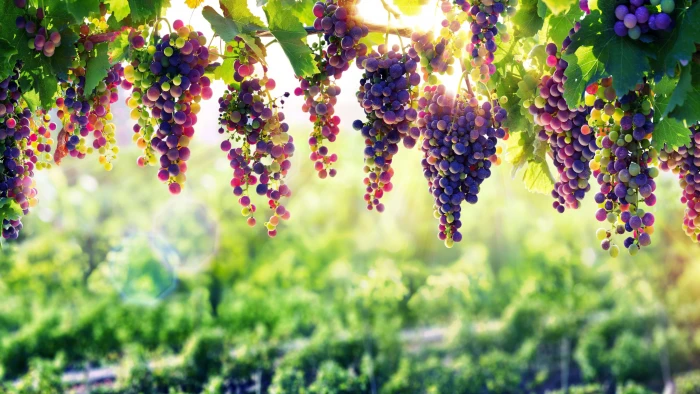 grapevine nature arbor uhd flora plant sunlight 2k 4k 5k 8k