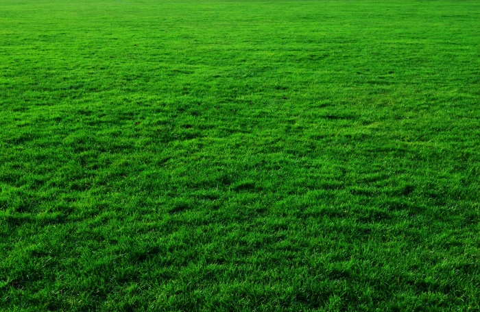 green grass field background lawn greenery 2k 4k 5k