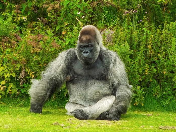 grey and black gorilla seats on green grass animal nature wildlife 2k 4k 5k