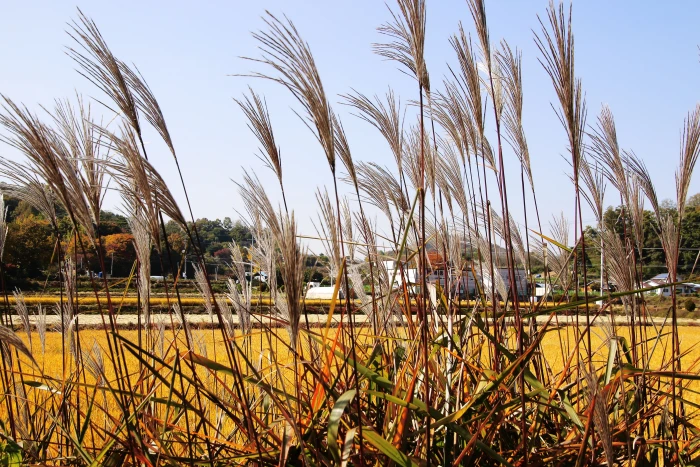 korea farm ch rice the korean countryside lebanon 2k 4k 5k