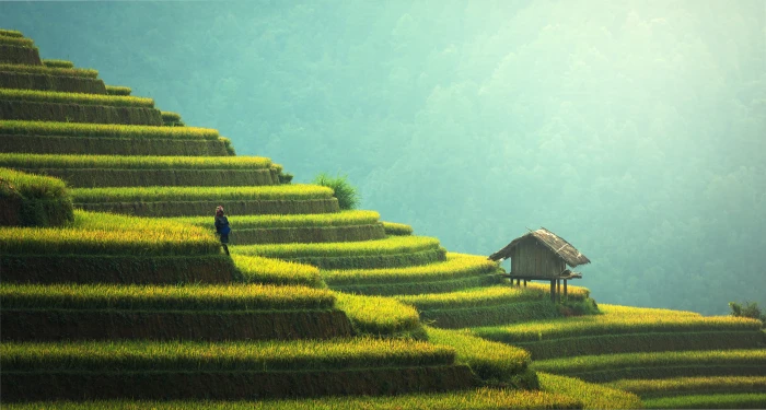 landscape photography of rice terraces during daytime brown house 2k 4k 5k